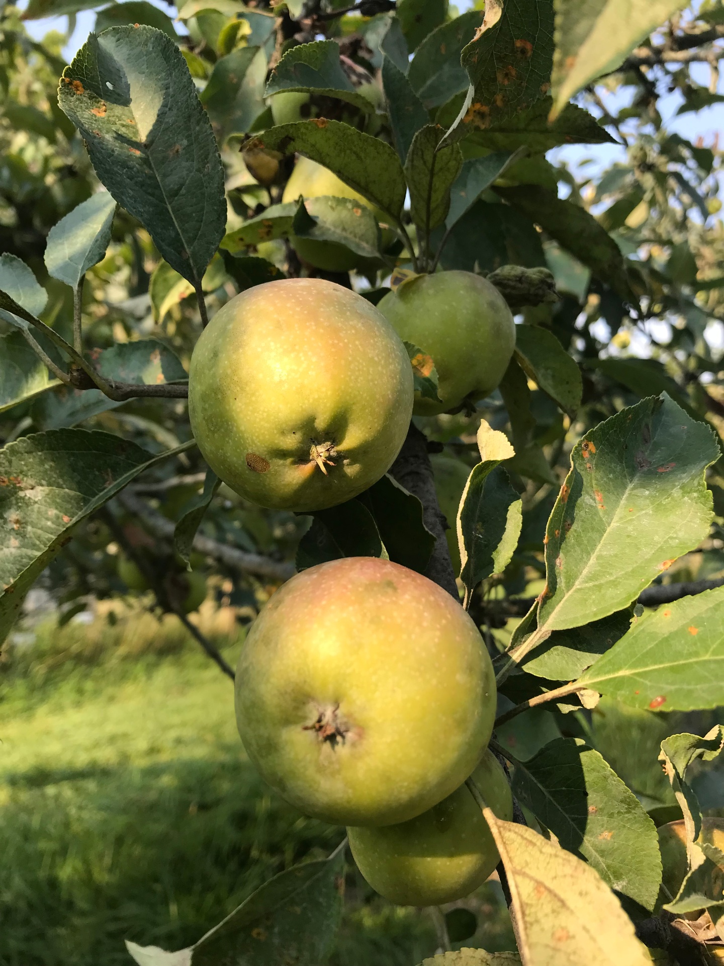 White Pearmain Apple Tree