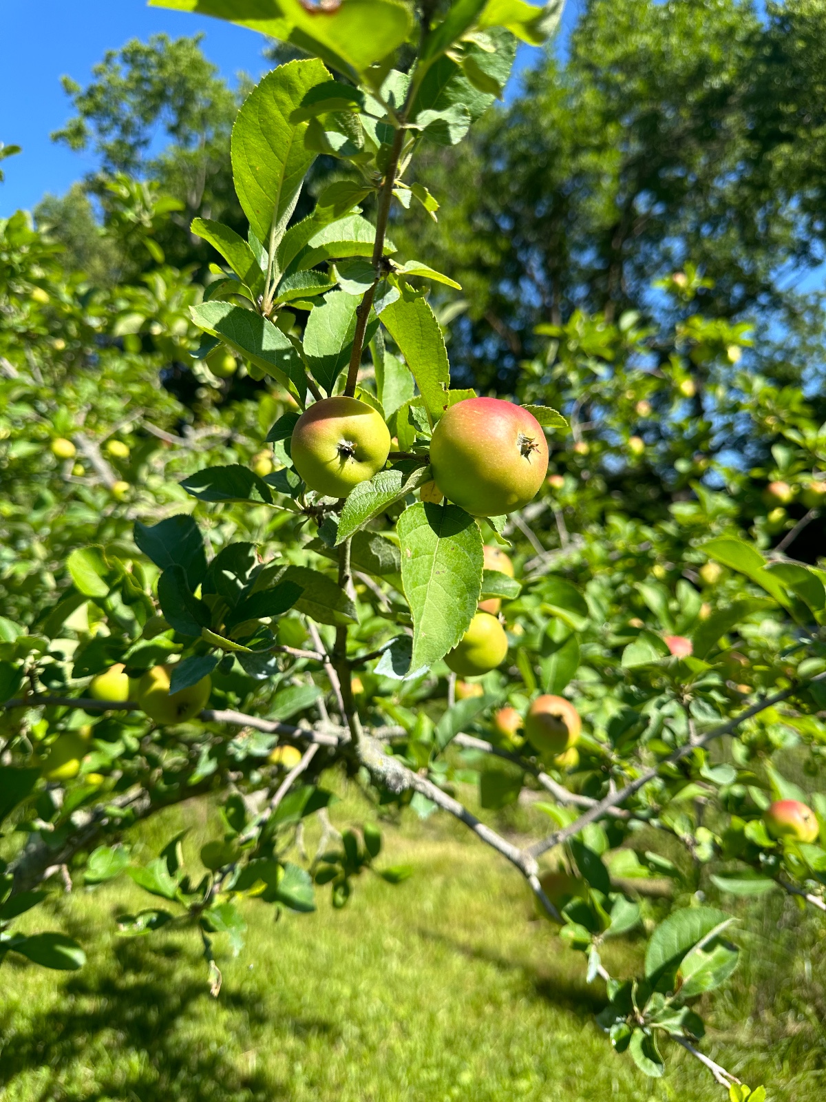 Cinnamon Spice Apple Tree