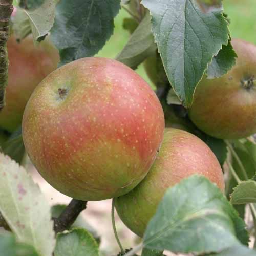 Saint Cecilia Apple Tree