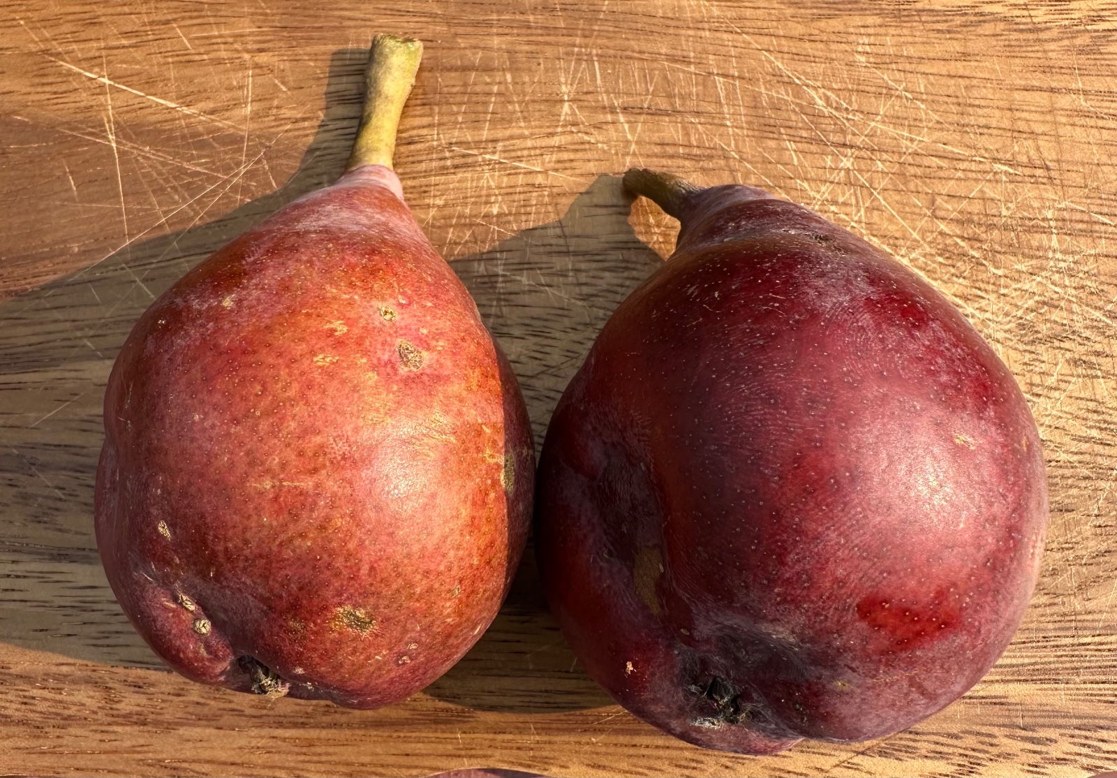 Red Clapp's Favorite Pear Tree
