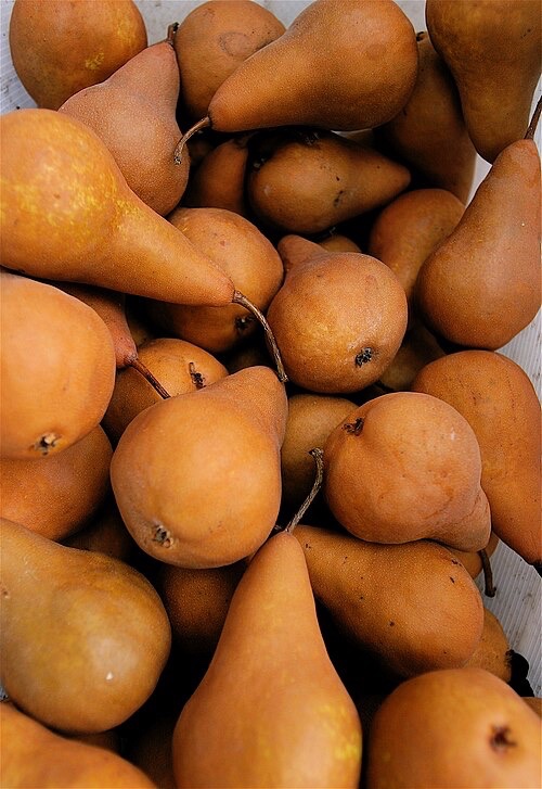 Bosc Pear Tree