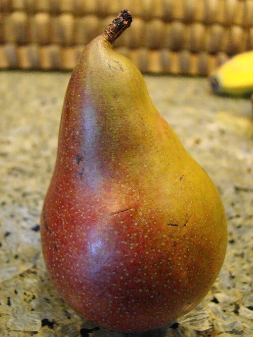 Seckel Pear Tree