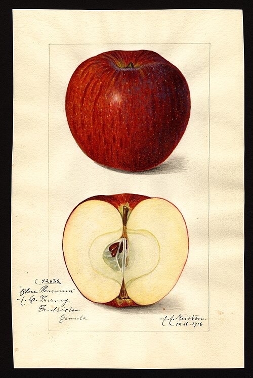 Blue Pearmain Apple Tree