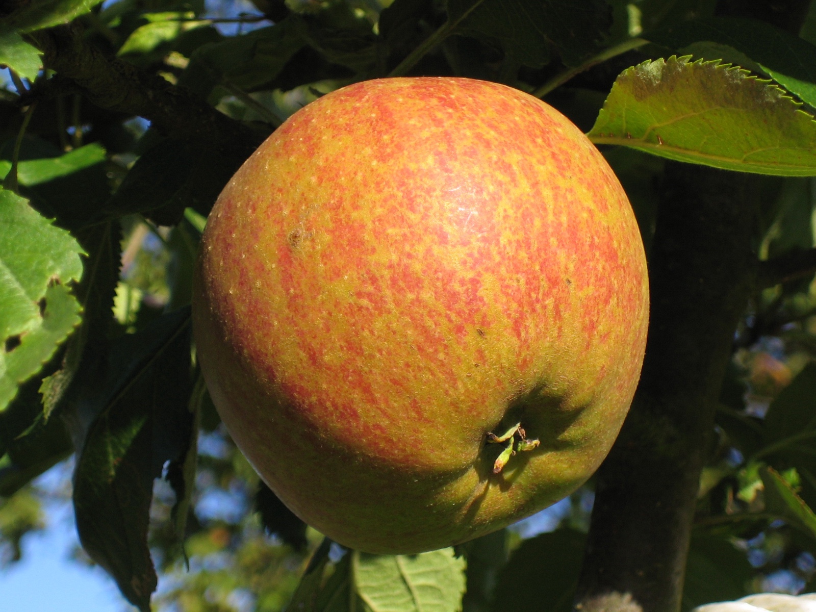 Cox Orange Pippin