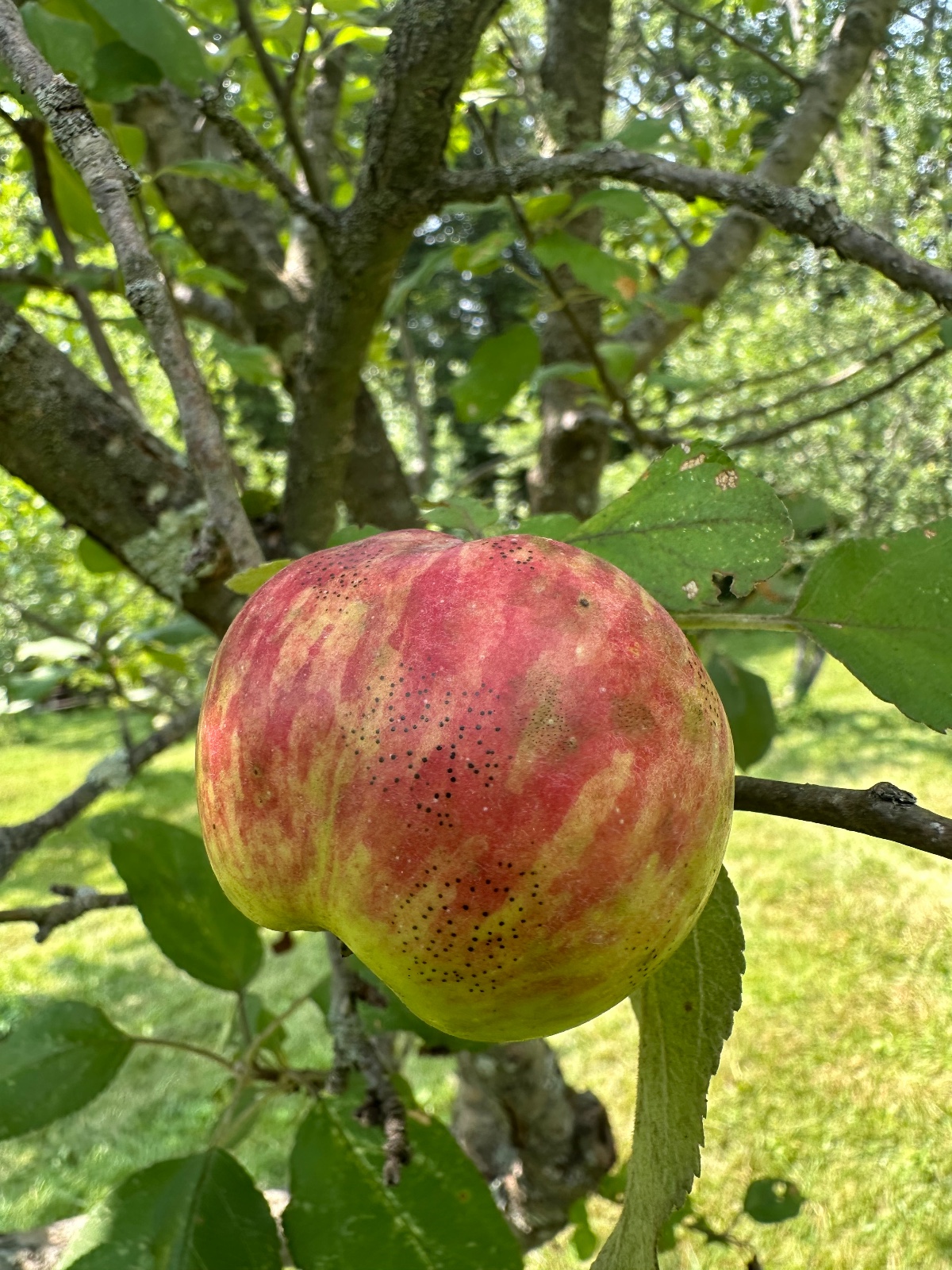 Twenty Ounce Apple Tree