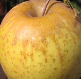 Hoople's Antique Gold Apple Tree