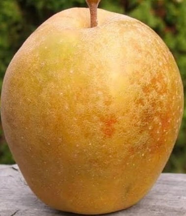 Hudson's Golden Gem Apple Tree