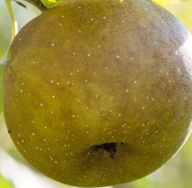 Pitmaston Pineapple Apple Tree