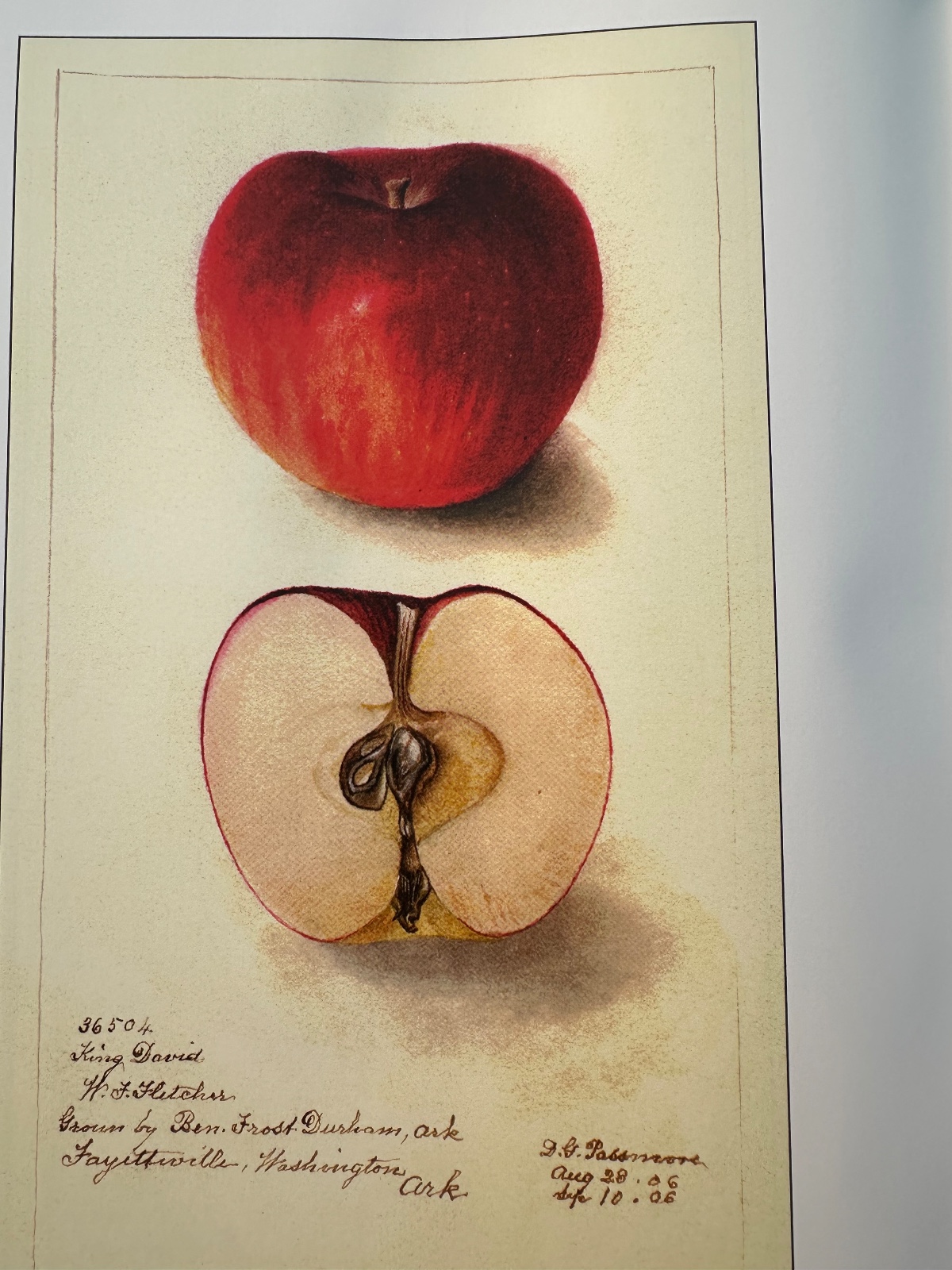 King David Apple Tree
