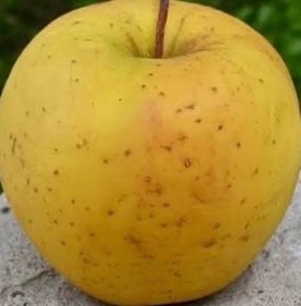 Gold Rush Apple Tree