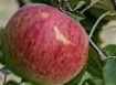 Fireside Apple Tree