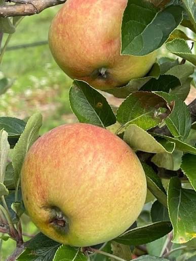 Kidd's Orange Red Apple Tree