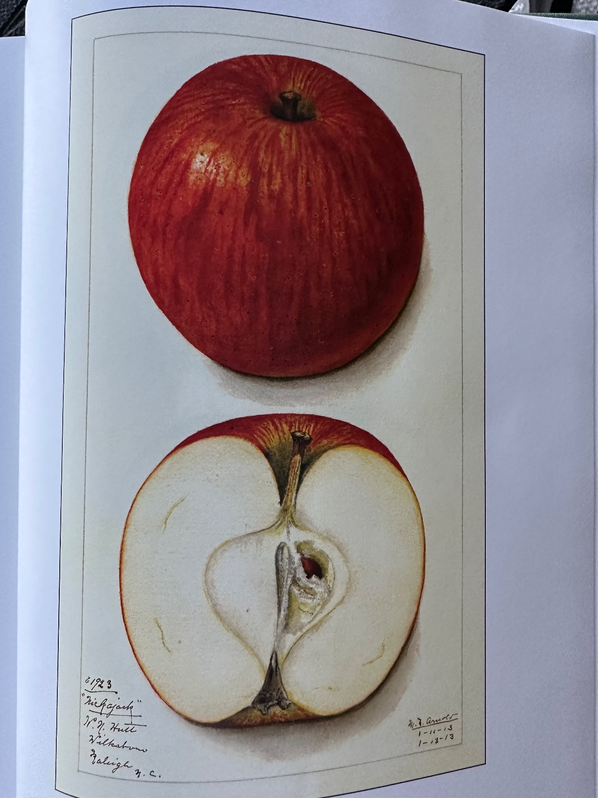 Nickajack Apple Tree