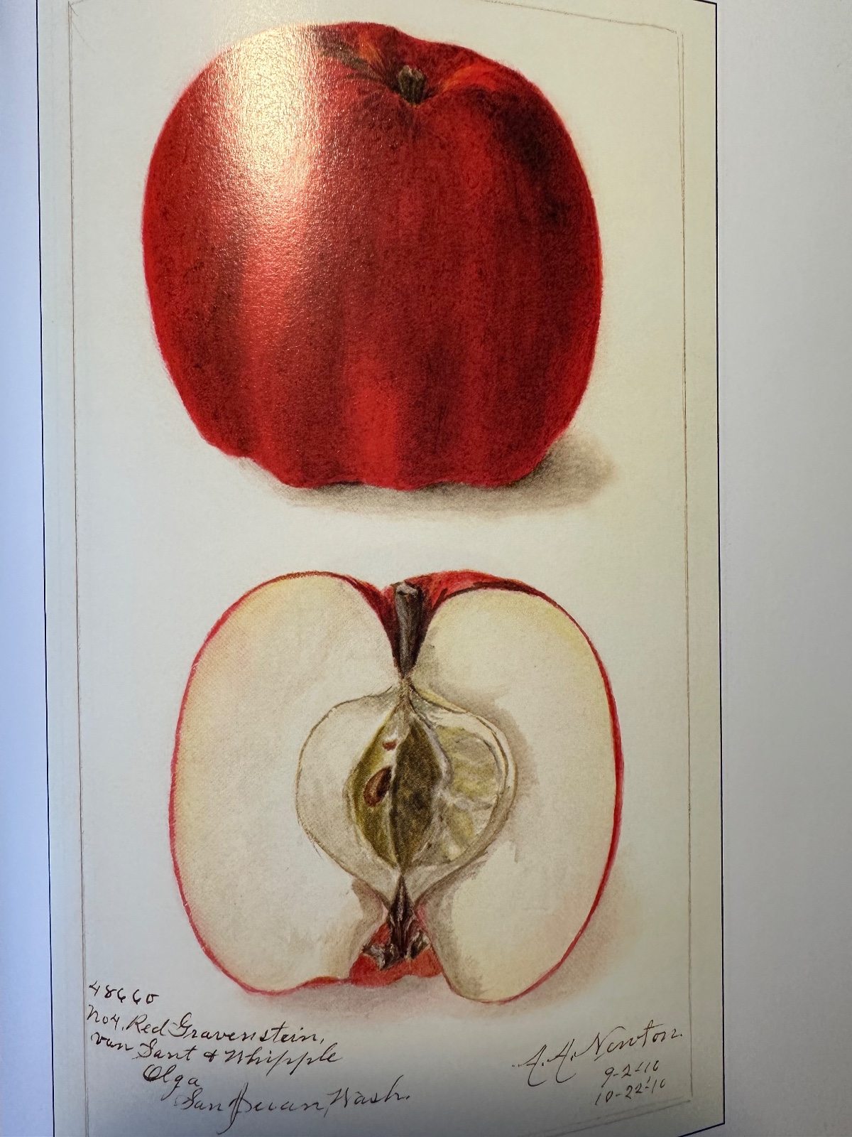 Red Gravenstein Apple Tree