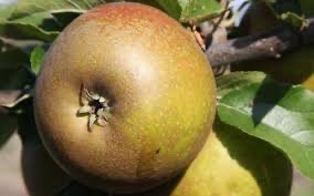Egremont Russet Apple Tree