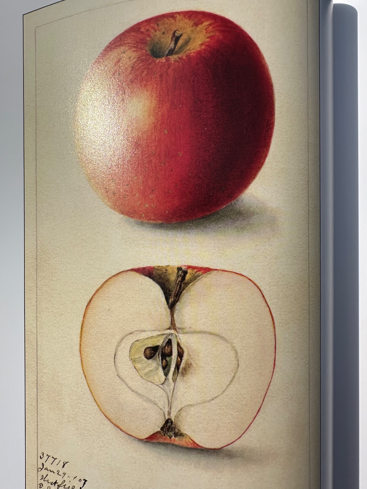 Westfield Seek-No-Further Apple Tree