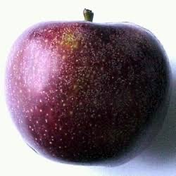 Black Oxford Apple Tree