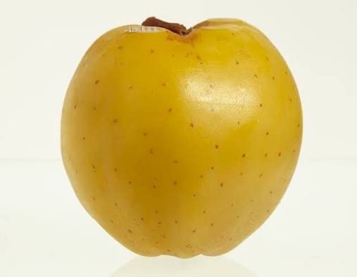 Yellow Bellflower Apple Tree