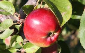Liberty Apple Tree