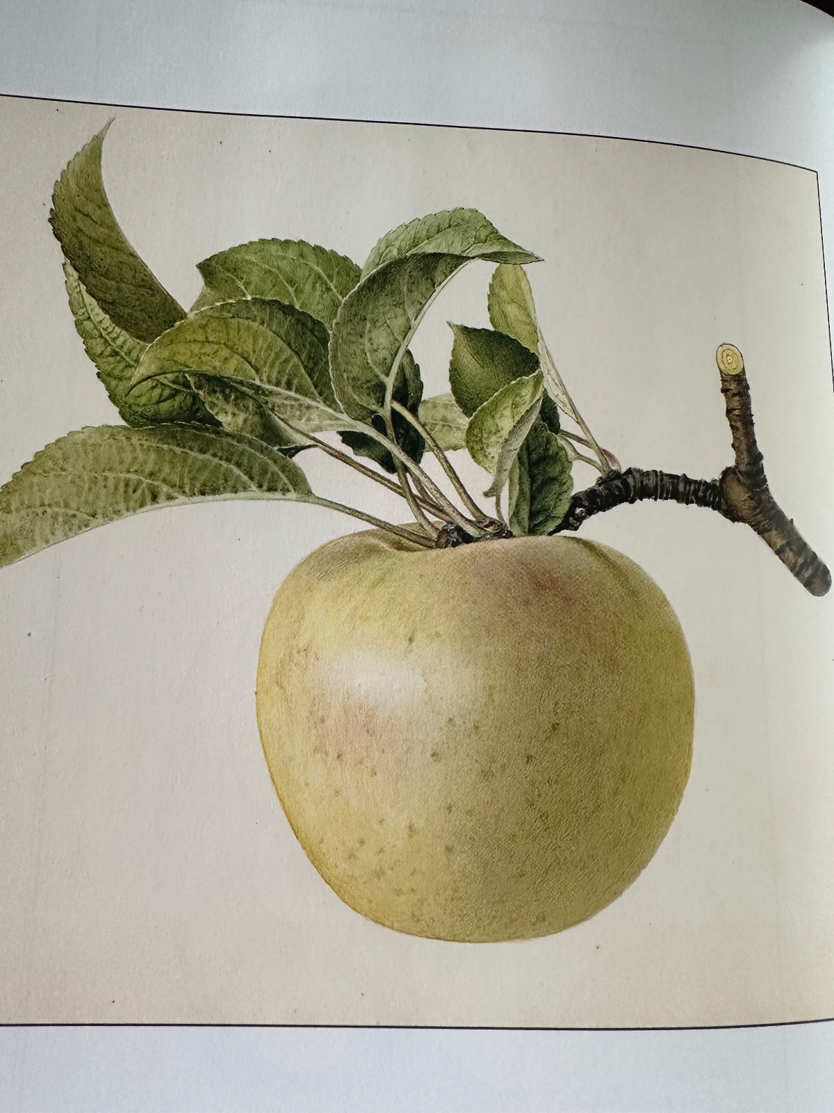 Sweet Bough Apple Tree