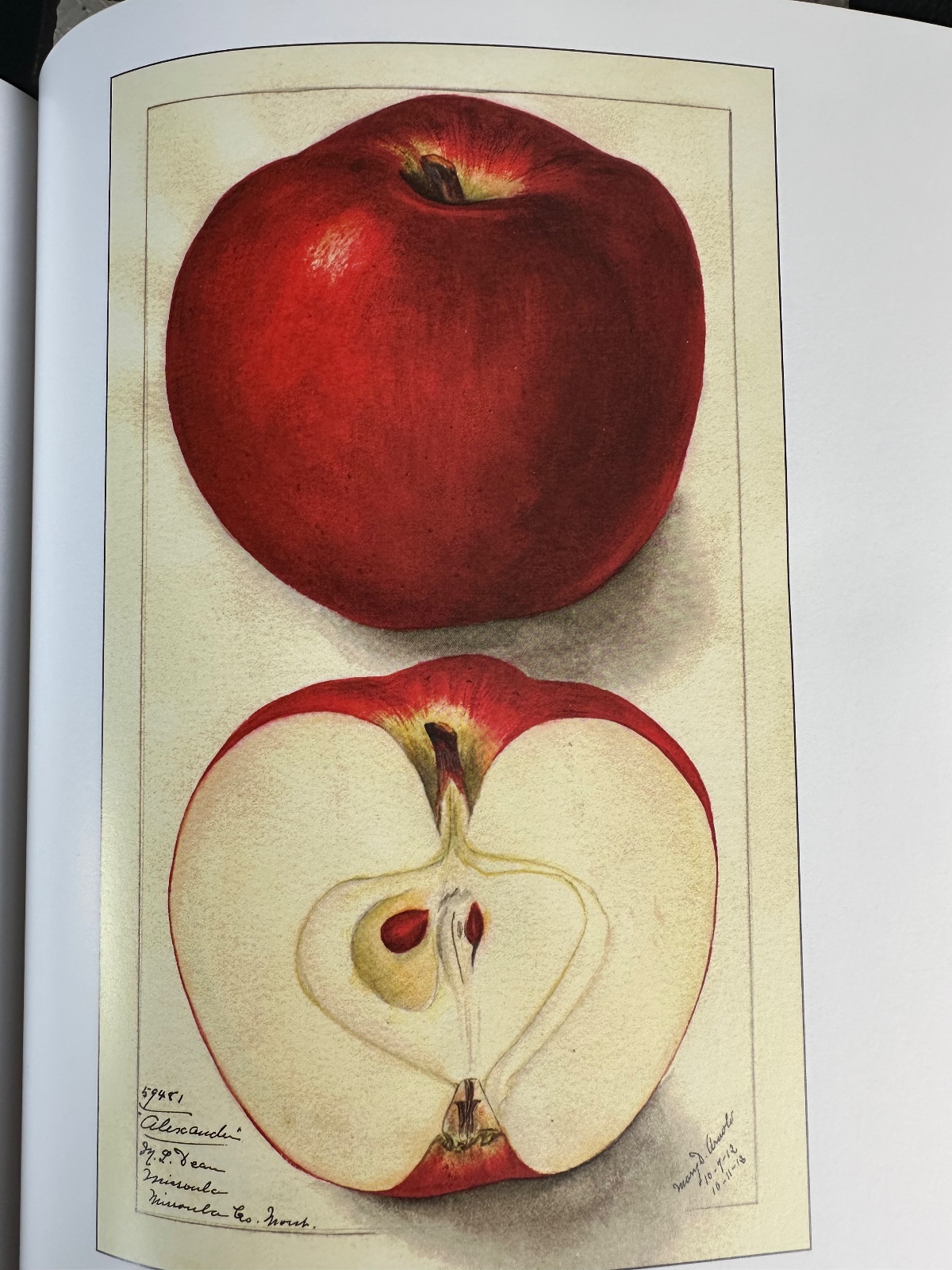 Alexander Apple Tree