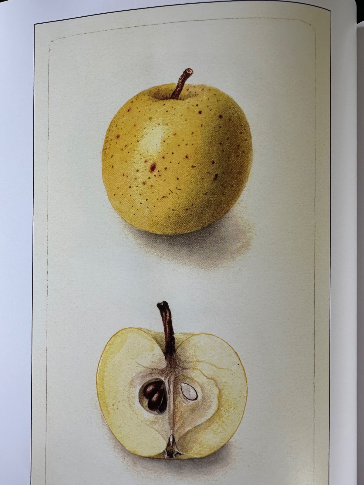 Harrison Apple Tree
