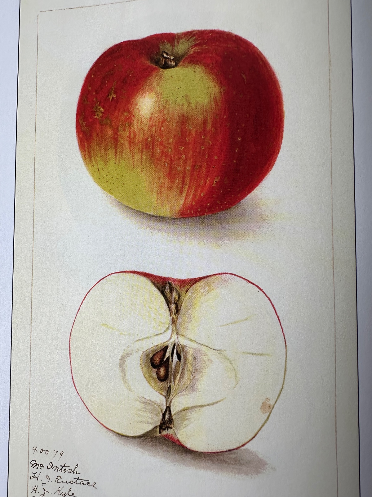 McIntosh Apple Tree