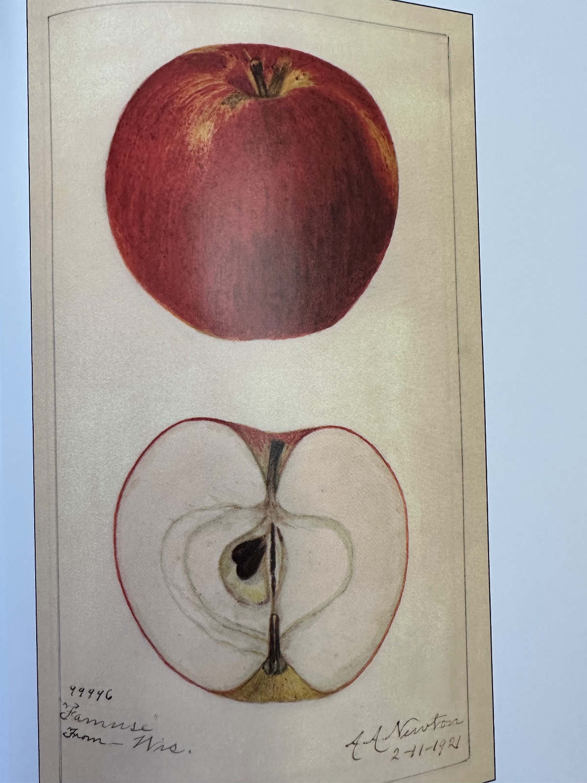 Snow Fameuse Apple
