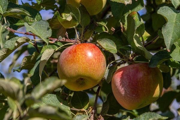 Golden Nugget Apple Tree