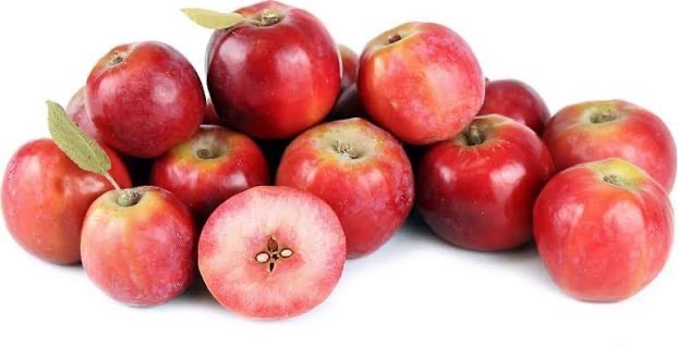 Siberian Crabapple Tree