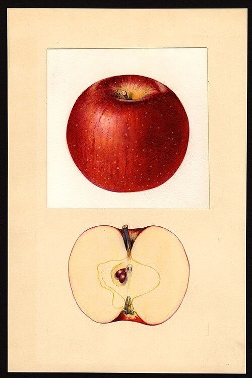 Haralson Apple Tree