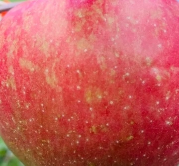 Keepsake Apple Tree