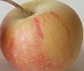 Pipsqueak Apple Tree