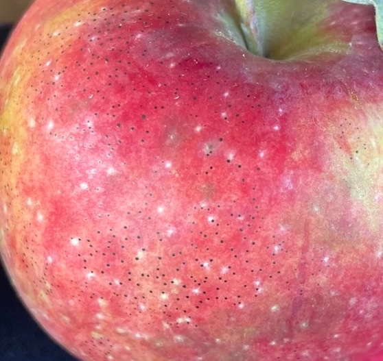 Scout Apple Tree