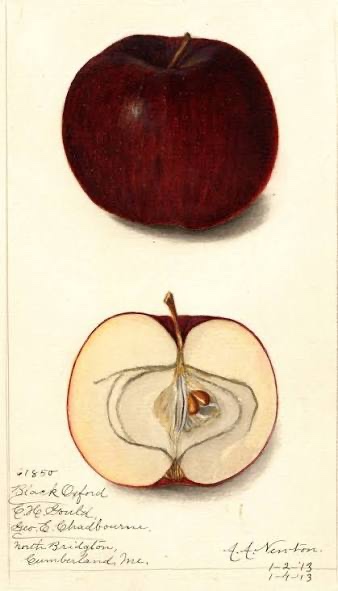 Black Oxford Apple Tree