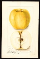 Yellow Bellflower Apple Tree