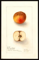 Egremont Russet Apple Tree