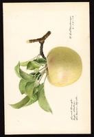 Sweet Bough Apple Tree