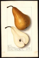 Bosc Pear Tree