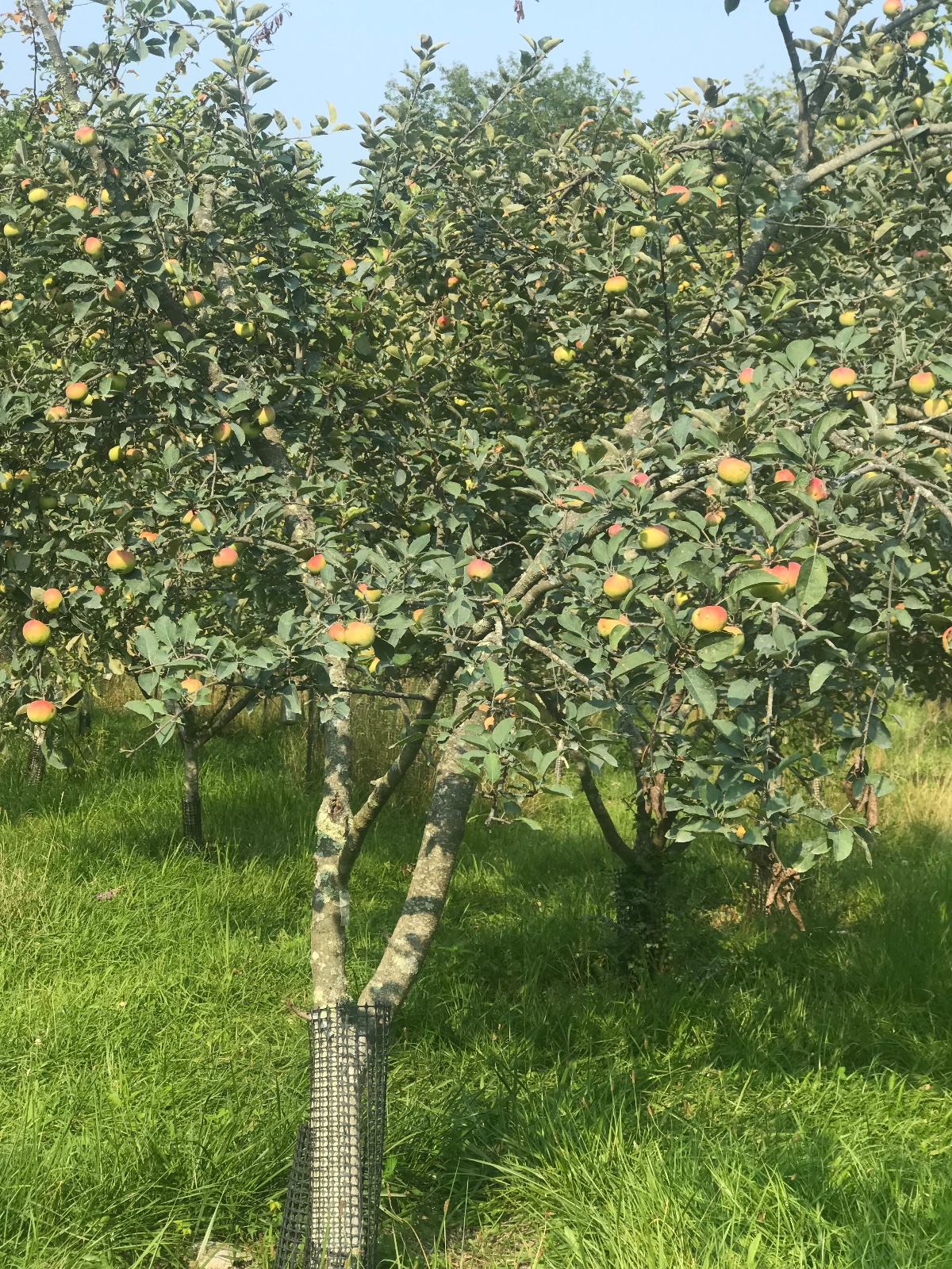 Gala Apple Tree