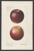 Arkansas Black Apple Tree
