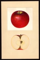 Wealthy Apple Tree