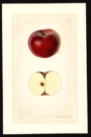 Spencer Apple Tree