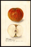 Belle de Boskoop Apple Tree