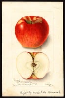 Winesap Apple Tree