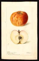 Cox Orange Pippin