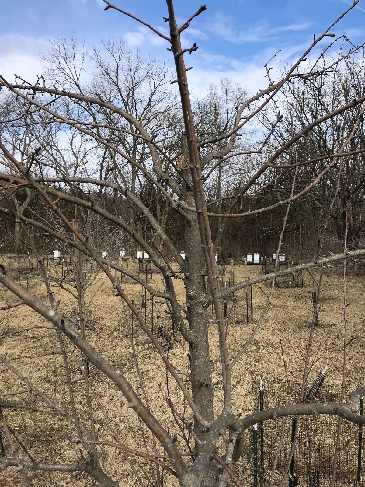 Magness Pear Tree