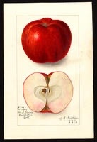 Northern Spy Apple Tree