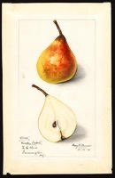 Seckel Pear Tree