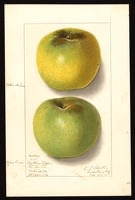 Newtown Pippin Apple Tree